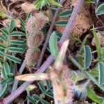 Sulla spinosissima Episkopi Seed pod