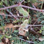 Sulla spinosissima Episkopi Seed pods