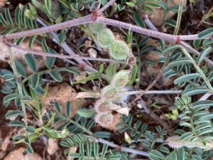 Sulla spinosissima Episkopi Seed pods