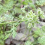 Torilis nodosa Athalassa March Fruits