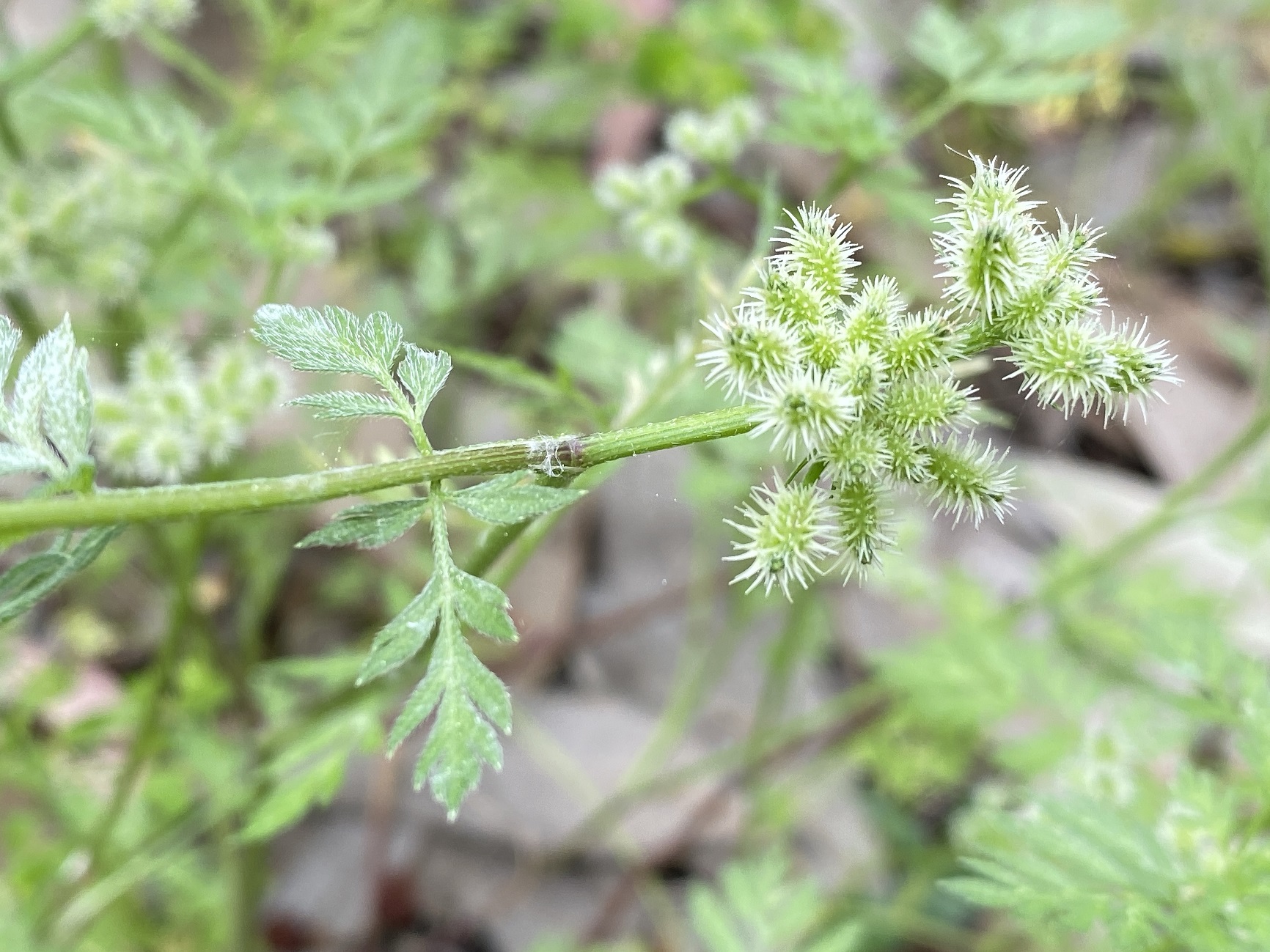 Torilis nodosa Athalassa March Fruits