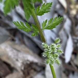 Torilis nodosa