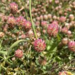 Trifolium argutum Nata Old Choletria