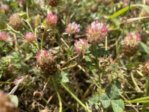 Trifolium argutum Nata Old Choletria (2)