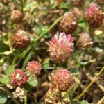 Trifolium argutum Nata Old Choletria (3)