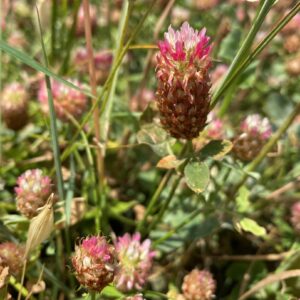 Trifolium argutum Nata Old Choletria Flower late stage