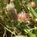 Trifolium argutum Nata Old Choletria Old vs new