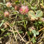 Trifolium argutum Nata Old Choletria Young flower head