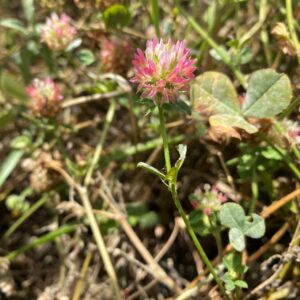 Trifolium argutum Nata Old Choletria Young flower head