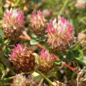 Trifolium argutum