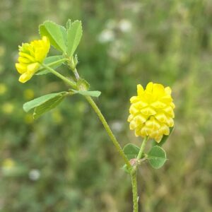 Trifolium campestre subsp. campestre