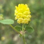 Trifolium campestre subsp. campestre Agios Therapon Flower, stipules, peduncle