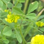 Trifolium campestre subsp. campestre Agios Therapon Leaves above