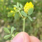 Trifolium campestre subsp. campestre Agios Therapon Leaves below