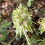 Trifolium clypeatum Arsos April End of flowering period