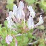 Trifolium clypeatum Arsos April Flower