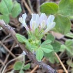 Trifolium clypeatum Arsos April Flower 2