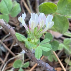 Trifolium clypeatum Arsos April Flower 2