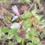 Trifolium clypeatum Arsos April Flower late stage