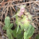 Trifolium clypeatum Arsos April Seeded flower head (2)