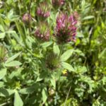 Trifolium dasyurum