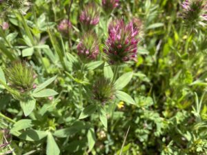 Trifolium dasyurum