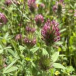 Trifolium dasyurum