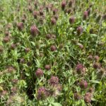 Trifolium dasyurum