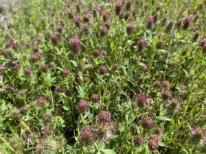 Trifolium dasyurum