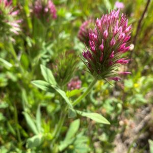 Trifolium dasyurum