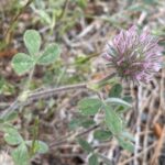 Trifolium hirtum