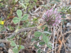 Trifolium hirtum