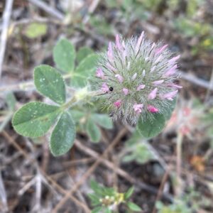 Trifolium hirtum