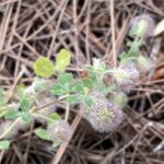 Trifolium pilulare Arsos April 3