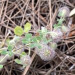 Trifolium pilulare