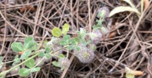 Trifolium pilulare