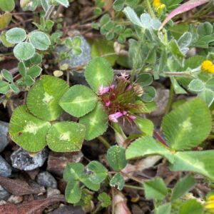 Trifolium pratense