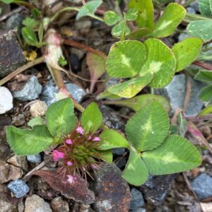 Trifolium pratense