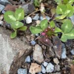 Trifolium pratense