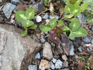 Trifolium pratense