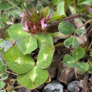 Trifolium pratense