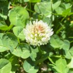 Trifolium repens