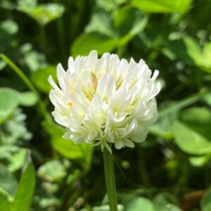 Trifolium repens