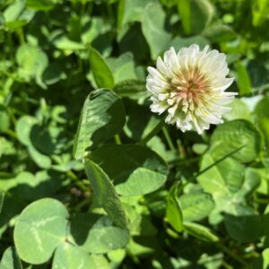 Trifolium repens