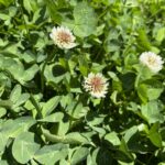 Trifolium repens