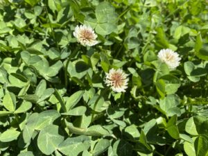 Trifolium repens