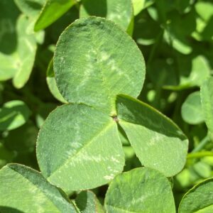 Trifolium repens leaf