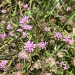 Trifolium resupinatum