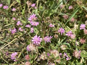 Trifolium resupinatum