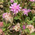 Trifolium resupinatum Flower head and fruit